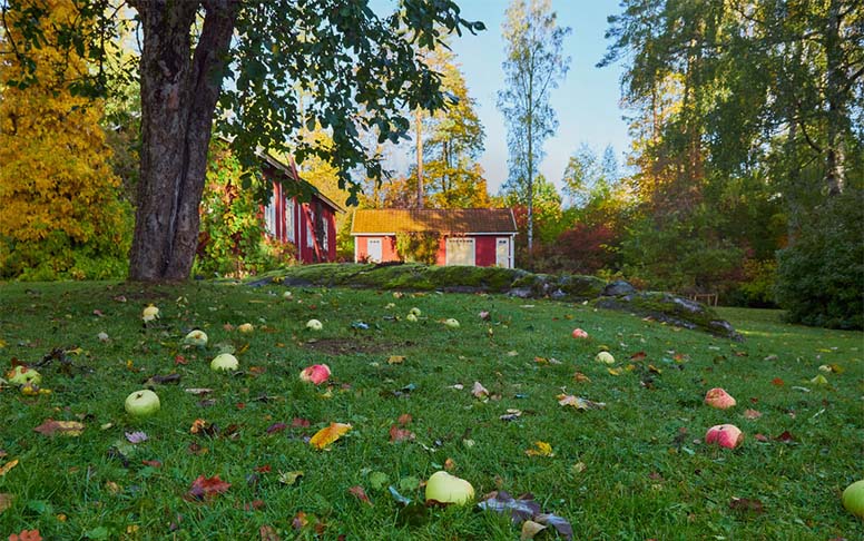 Kesämökin puutarhassa nurmikolla on omenoita