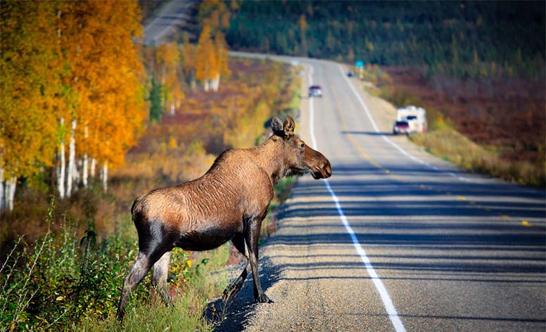 Hirvet ja kauriit ryntäilevät nyt teille – hellitä kaasujalkaa, kun metsästys­kausi alkaa