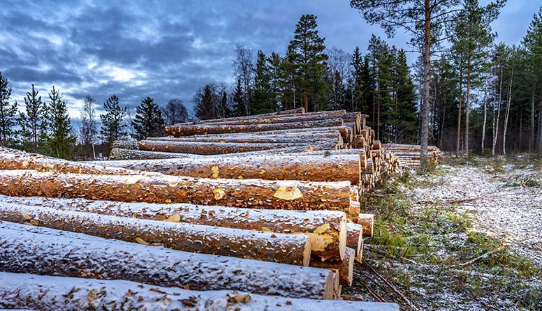 Puukauppa kävi kuumana – kuitu- ja energia­puu kallistuivat eniten vuonna 2024