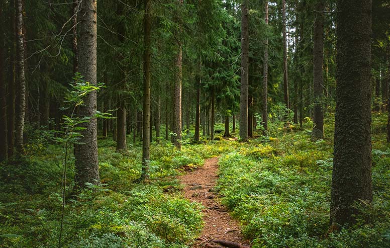 Lahjoitin metsä­tilan lapsen­lapsilleni – pitääkö tästä ilmoittaa verottajalle?