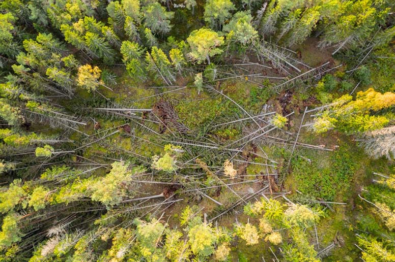 Myrsky on kaatanut metsää, myrskytuhot